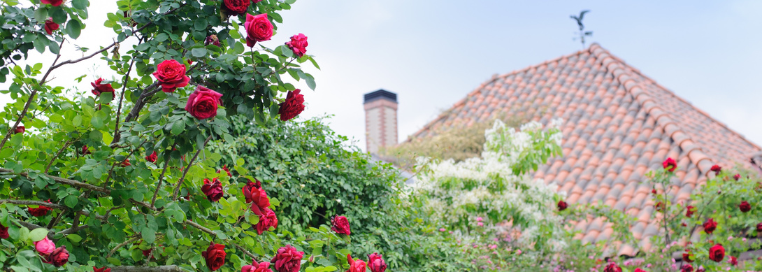 思い出の写真のイメージ